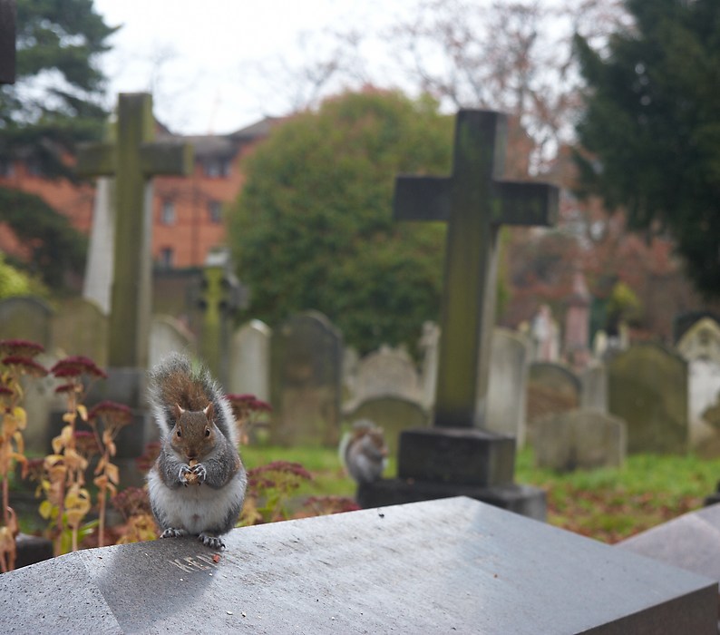 Oravat Bromptonin hautausmaalla.