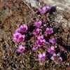 Sinirikko (Saxifraga oppositifolia).