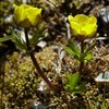 Svalbard poppy (Papaver dahlianum).