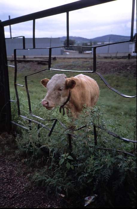 Nauskilainen lehmä.